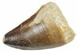 Fossil Mosasaur (Thalassotitan) Tooth - Morocco #353241-1